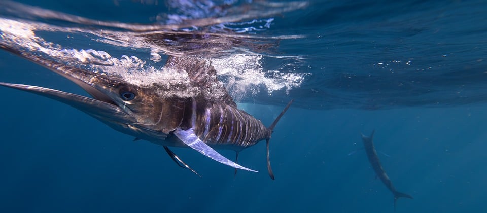 Menu Ikan Besar di Laut: Predator di Puncak Rantai Makanan